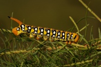 Lisaj pryscovy - Hyles euphorbiae - spurge hawk-moth 5380